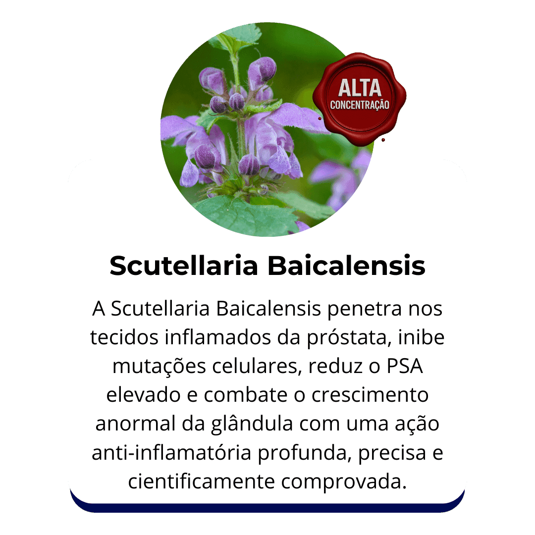 Scutellaria Baicalensis